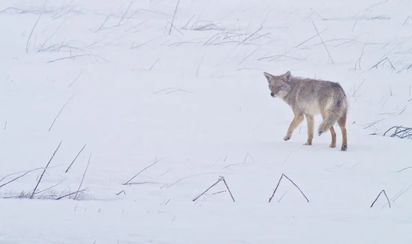 A coyote walks on the frozen, snowy fields of the West Plains — Stock Photo, Image