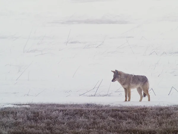 Coyote idzie na mrożone, snowy pola zachodniej równiny — Zdjęcie stockowe