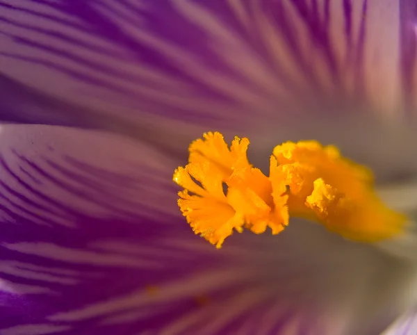 Makroaufnahme eines violetten Krokus mit sehr schmaler Schärfentiefe — Stockfoto