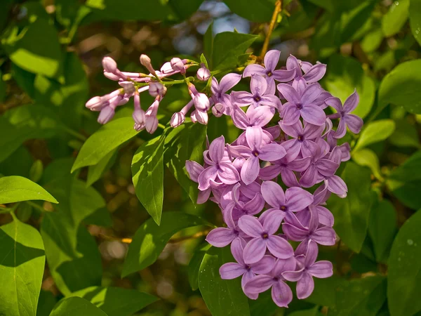 Fioletowe kwiaty bzu w rozkwicie podczas wiosenny — Zdjęcie stockowe