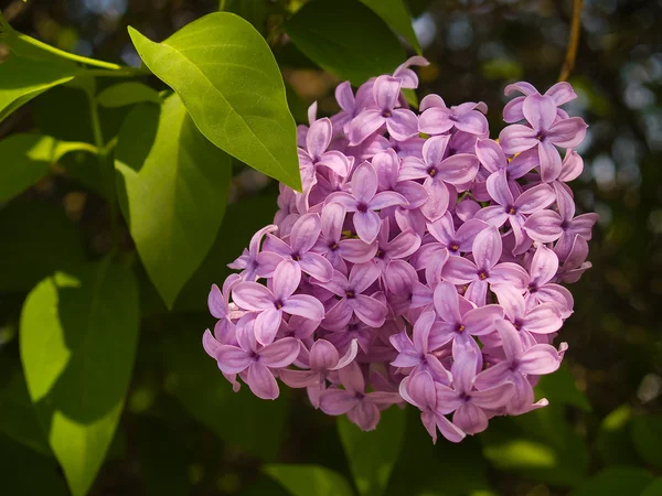 Purple Lilac Flowers in Bloom during Springtime — Stock Photo, Image