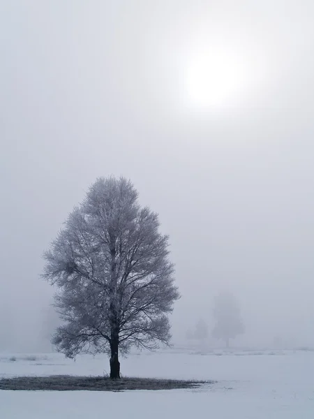 Frost covered tree on a misty, winter morning with the sun burning through — Stock Photo, Image
