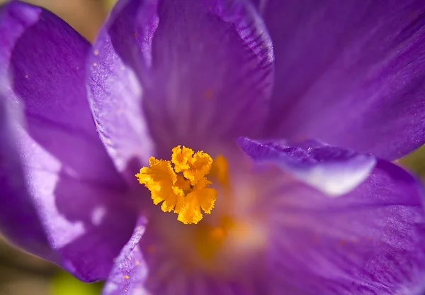 Uma macro foto de cima para baixo de um crocus violeta com uma profundidade de campo muito estreita — Fotografia de Stock