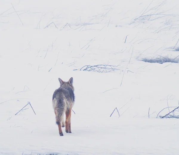 Egy prérifarkas sétál a fagyasztott, havas területeken, a nyugati-Alföld — Stock Fotó