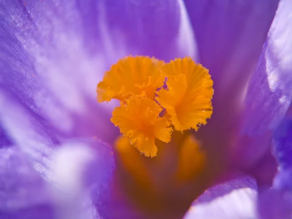 Uma macro foto de cima para baixo de um crocus violeta com uma profundidade de campo muito estreita — Fotografia de Stock
