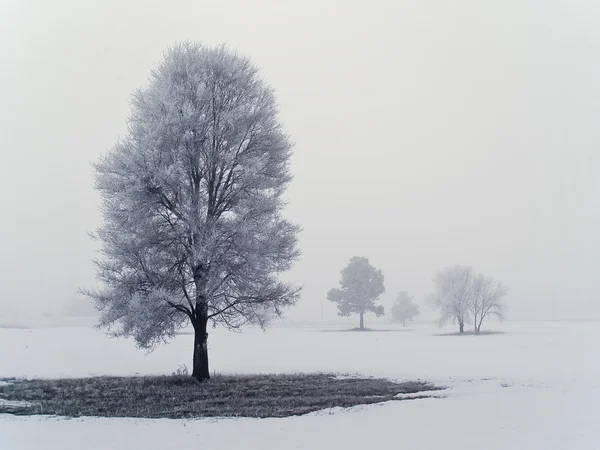 Gelo coperto albero su un nebbioso, mattina d'inverno con il sole che brucia attraverso — Foto Stock