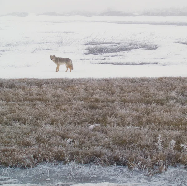 コヨーテは、ウェスト プレーンズの凍結、雪が多いフィールドの上を歩く — ストック写真
