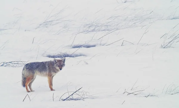 Um coiote caminha nos campos gelados e nevados das Planícies Ocidentais — Fotografia de Stock