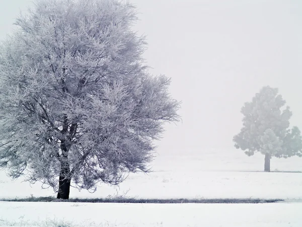 Frost täckt träd på en dimmig, vintermorgon med solen bränna genom Royaltyfria Stockfoton