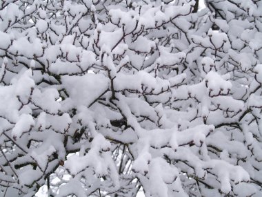 kar çıplak ağaç dalları kışın kapalı.