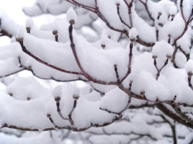 kar çıplak ağaç dalları kışın kapalı.