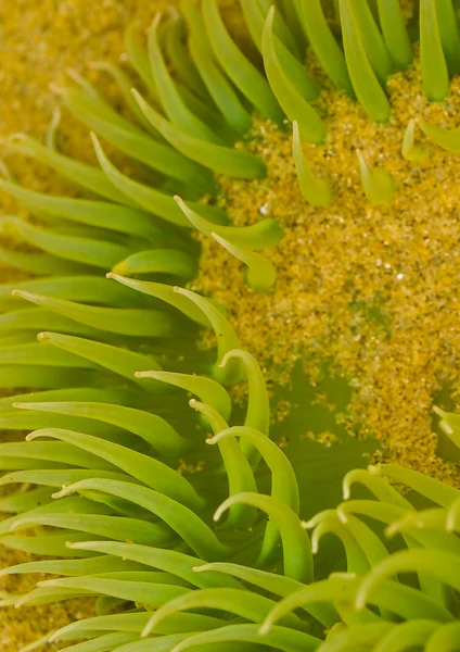 Un anemone marino sott'acqua con sabbia — Foto Stock
