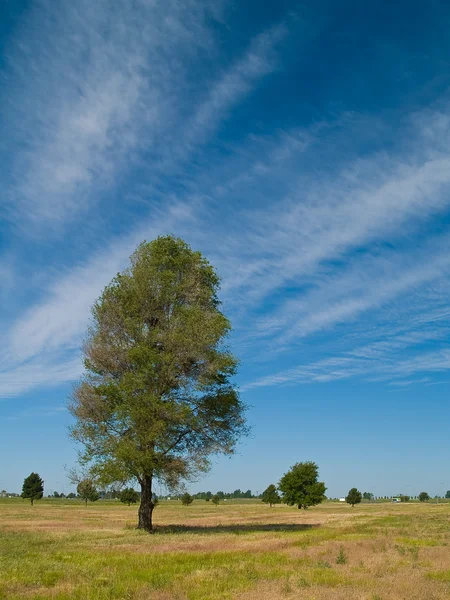 Einsamer Baum in einem Feld mit wispy Wolken — Stockfoto