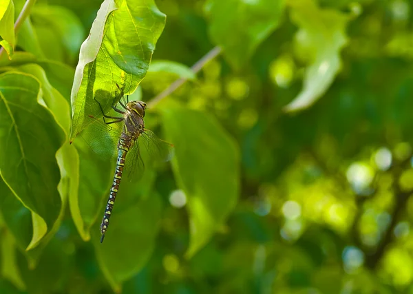 Dragonfly in a Green Tree on a Sunny Day — Stock Photo, Image