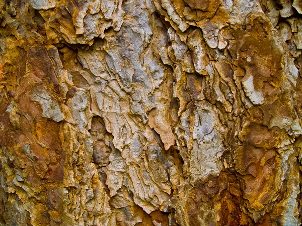 Árbol corteza siempreverde textura fondo al atardecer —  Fotos de Stock