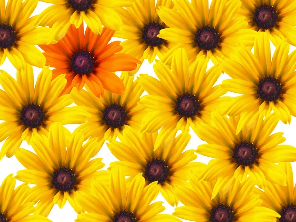 Flores de margarita amarilla repetidas como fondo con una sola flor de naranja — Foto de Stock