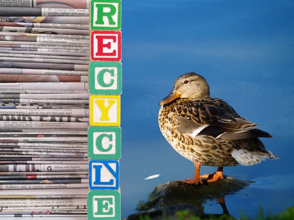 Eine braune Ente und ein Stapel Zeitungen recyceln Thema — Stockfoto
