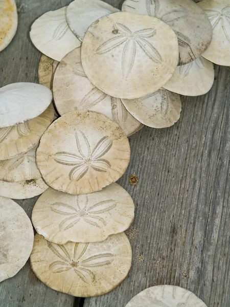 Een heleboel zand dollars op een houten bord — Stockfoto