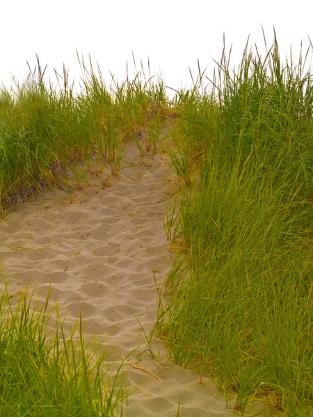 Sandpfad mit Strandgras, der auf einen Hügel mit Kopierraum führt — Stockfoto