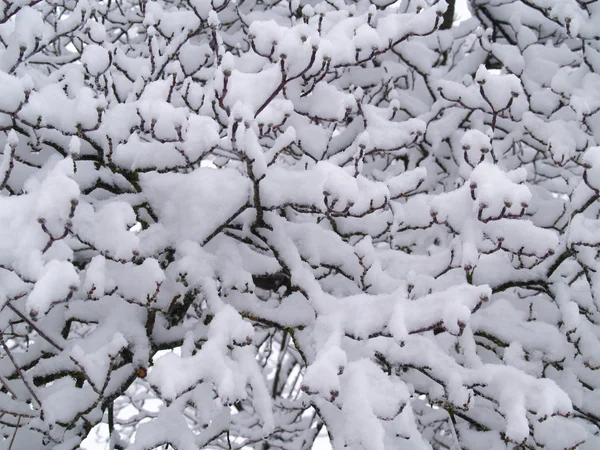 눈 겨울에 벌 거 벗은 나무 가지를 적용 — 스톡 사진