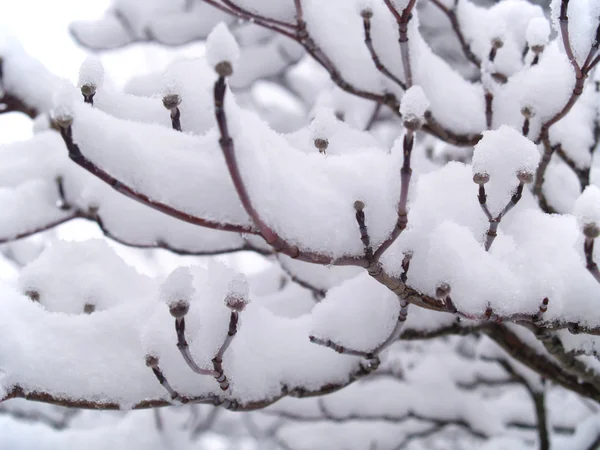 Gołe gałęzie pokryte śniegiem zimą — Zdjęcie stockowe