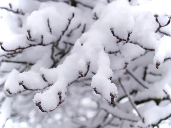 Ramos de árvore nua coberta de neve no inverno — Fotografia de Stock
