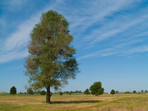 Lone tree i ett fält med stripig moln — Stockfoto
