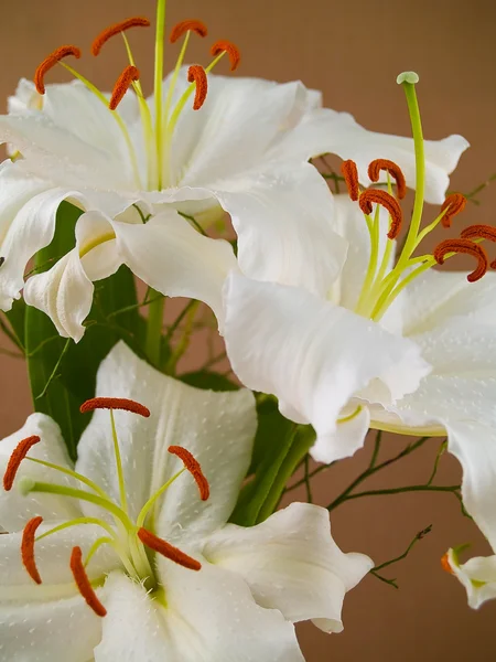 Касабланка Белые Лилии Крупный план Показать детали цветов — стоковое фото