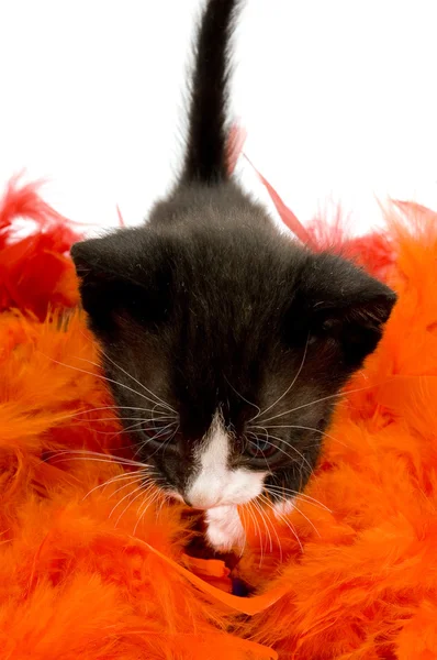Curioso due settimane vecchio gattino nero su piuma arancione Immagine Stock