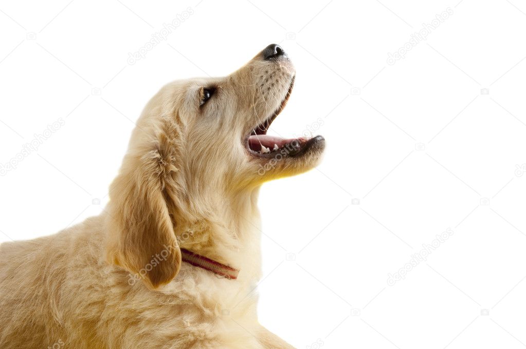 Golden retriever puppy with open mouth
