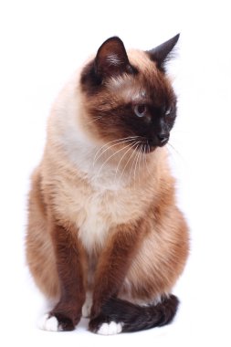 Siyam kedisi üzerinde beyaz izole