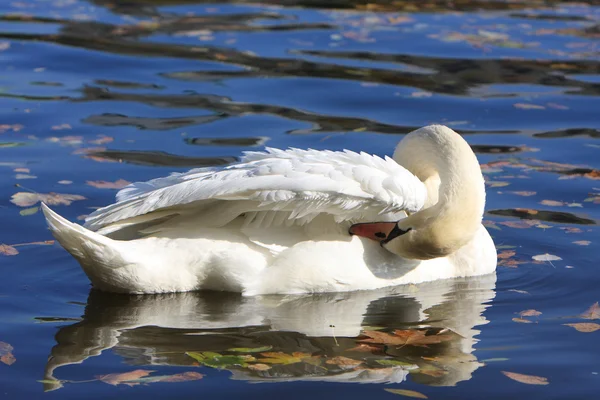 Красивый белый лебедь на голубой воде — стоковое фото