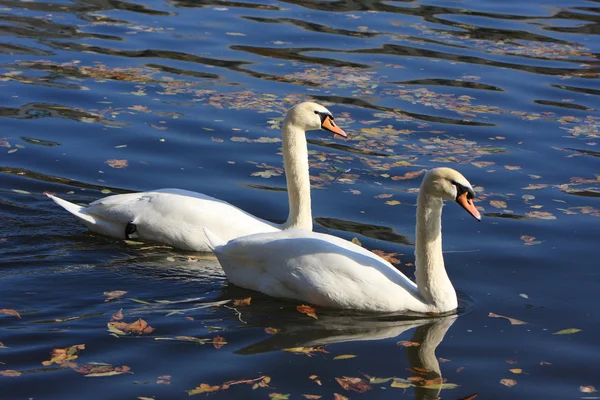 Dois belo cisne branco — Fotografia de Stock