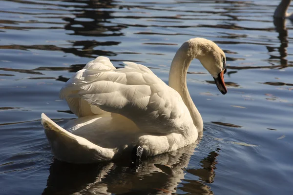 stock image Beautiful white swan on blue water