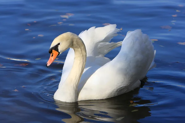 stock image Beautiful white swan on blue water