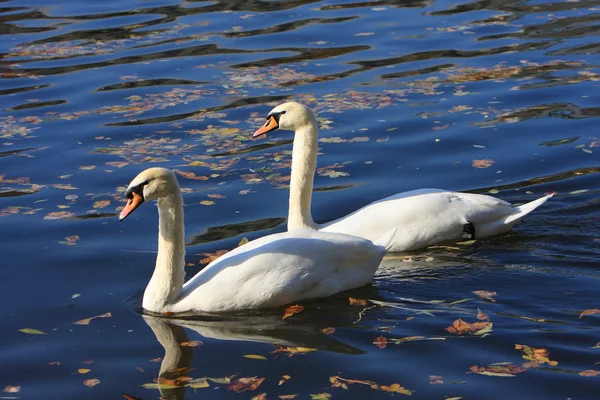 stock image Two beautiful white swan