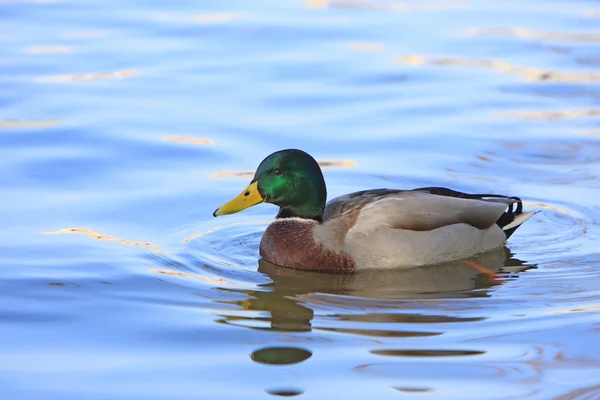 stock image Beautiful duck on blue water