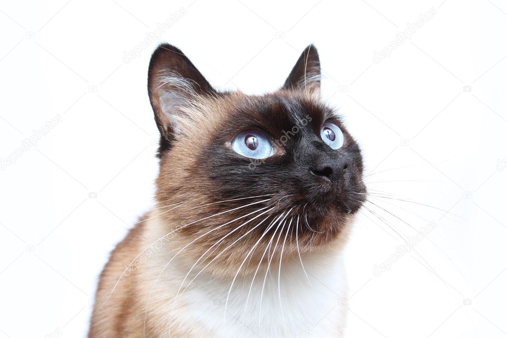 siamese cat isolated on white background |圖庫照片08artur