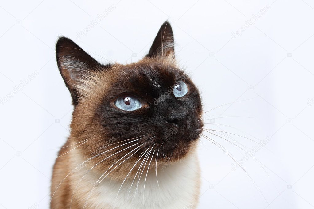 Siamese cat isolated on white