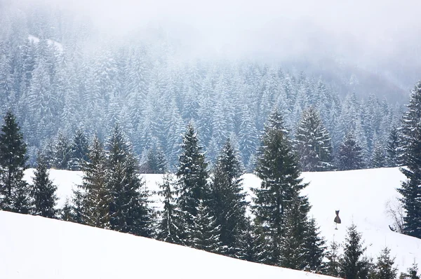 Tåke i vinterskog i fjell – stockfoto
