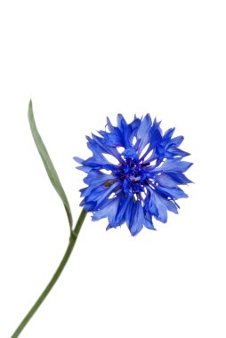 Blue cornflower clipart