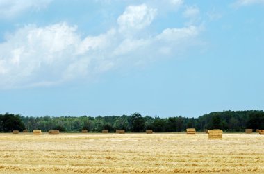 Cut wheat field clipart