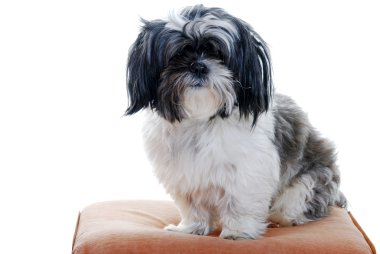 Lhasa apso izole