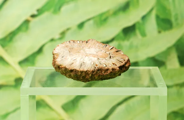 Fossilized nut — Stock Photo, Image