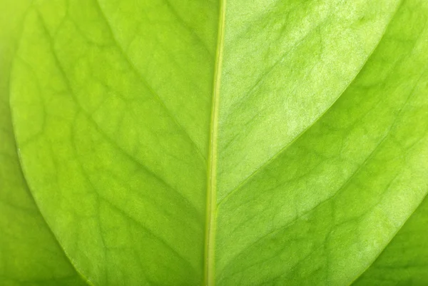 Green leaf closeup — Stock Photo, Image