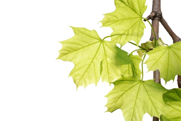 Green maple leaves on a branch isolated — Stock Photo, Image