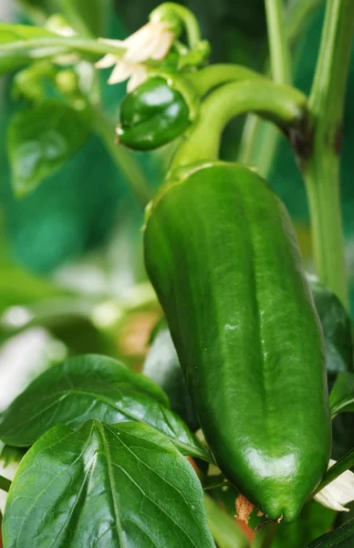 stock image Growing green peppers