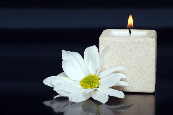 Lite κερί με μια Μαργαρίτα — Φωτογραφία Αρχείου