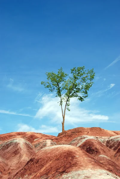 stock image Lone Tree