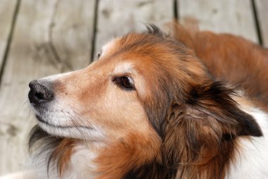 sığınak köpek